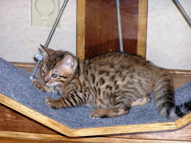 Playtime 5 2004-07-30